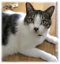 �Ղ������